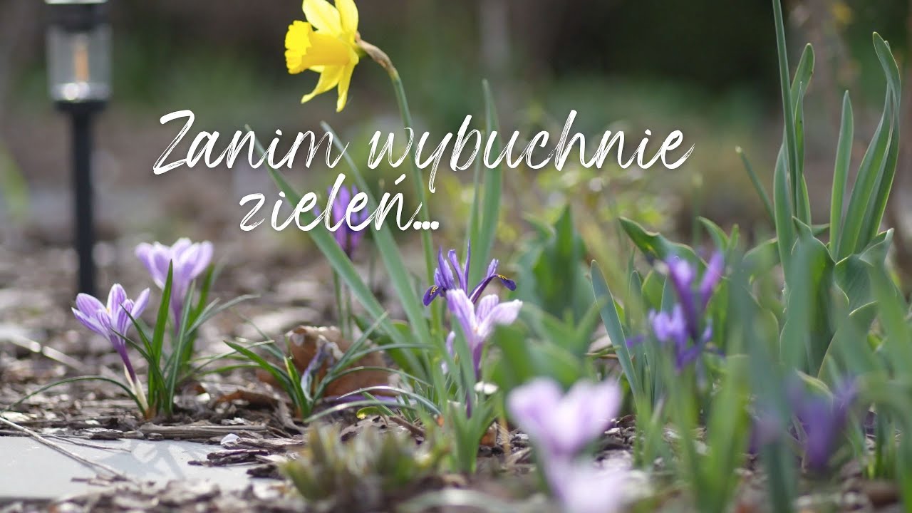 Ostatni spacer przed nadejściem ciepełka 🌞 Szaleństwo ciemiernikowe i inne zakupy
