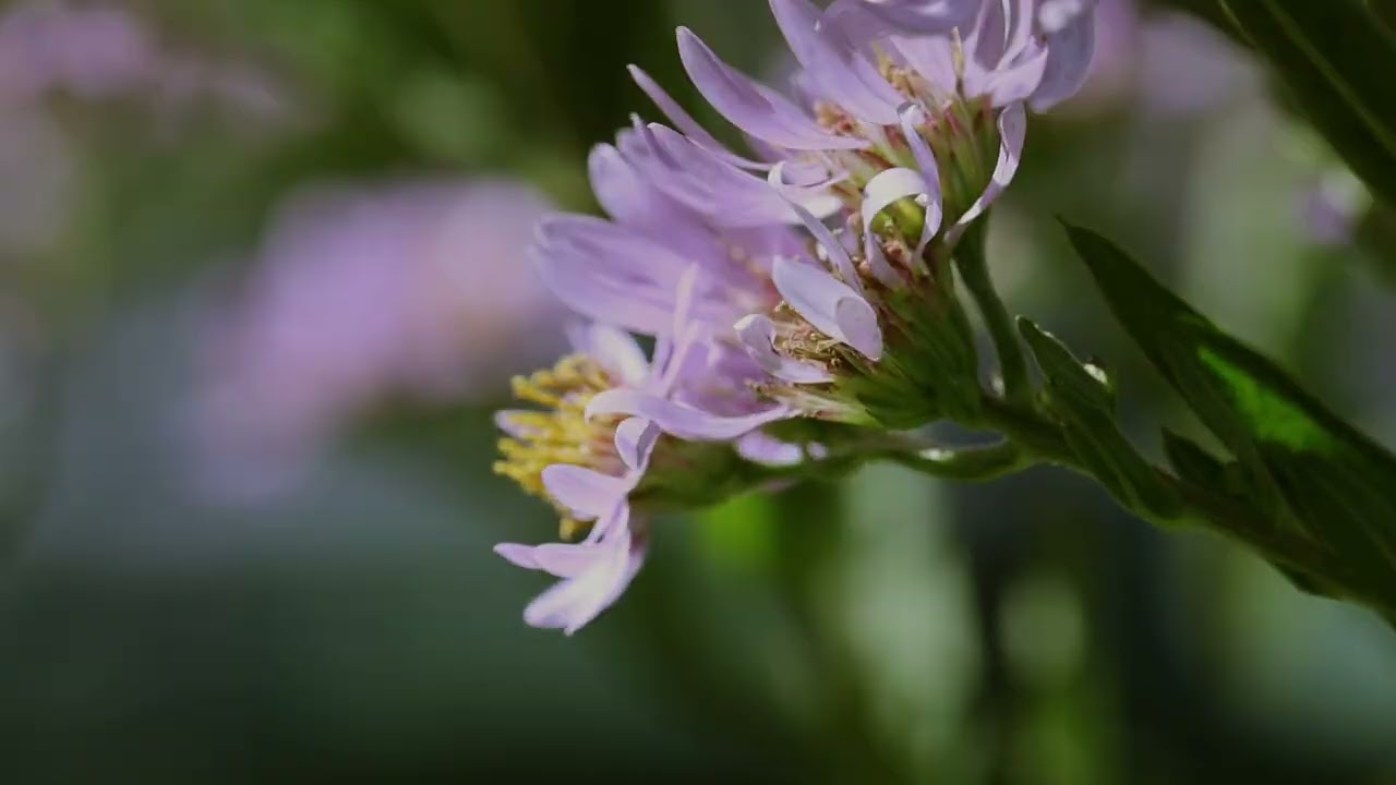 Serving the Pollinator Community (from Pollinator Friendly)