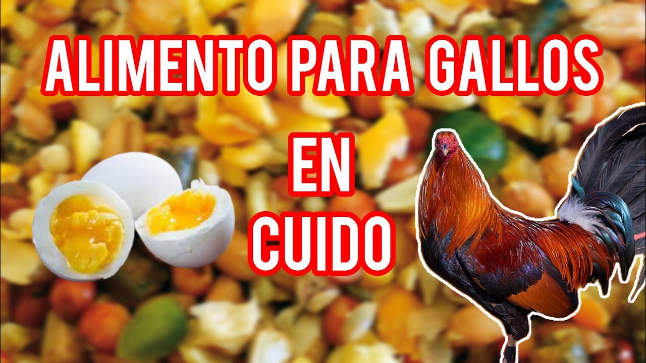 comida para gallos en cuida