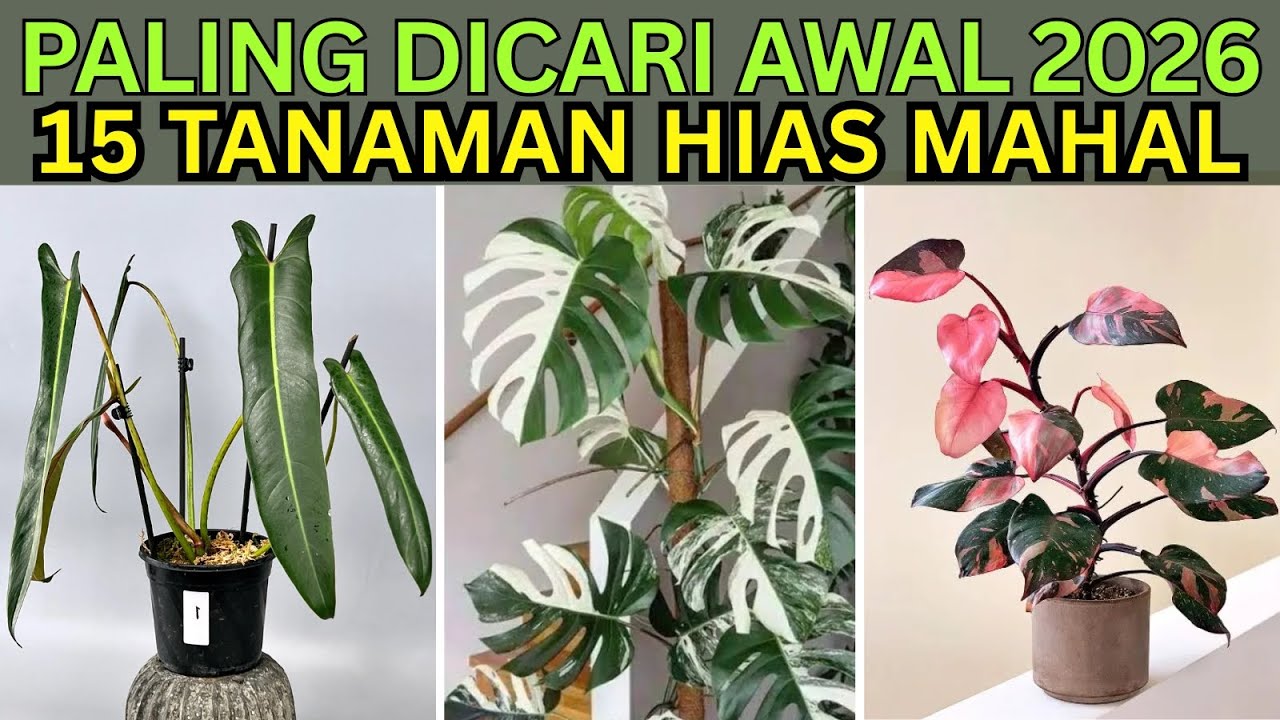 15 Tanaman Hias Daun Mahal & Paling Dicari Awal 2026 yang Bikin Kolektor Berebut Harga Naik