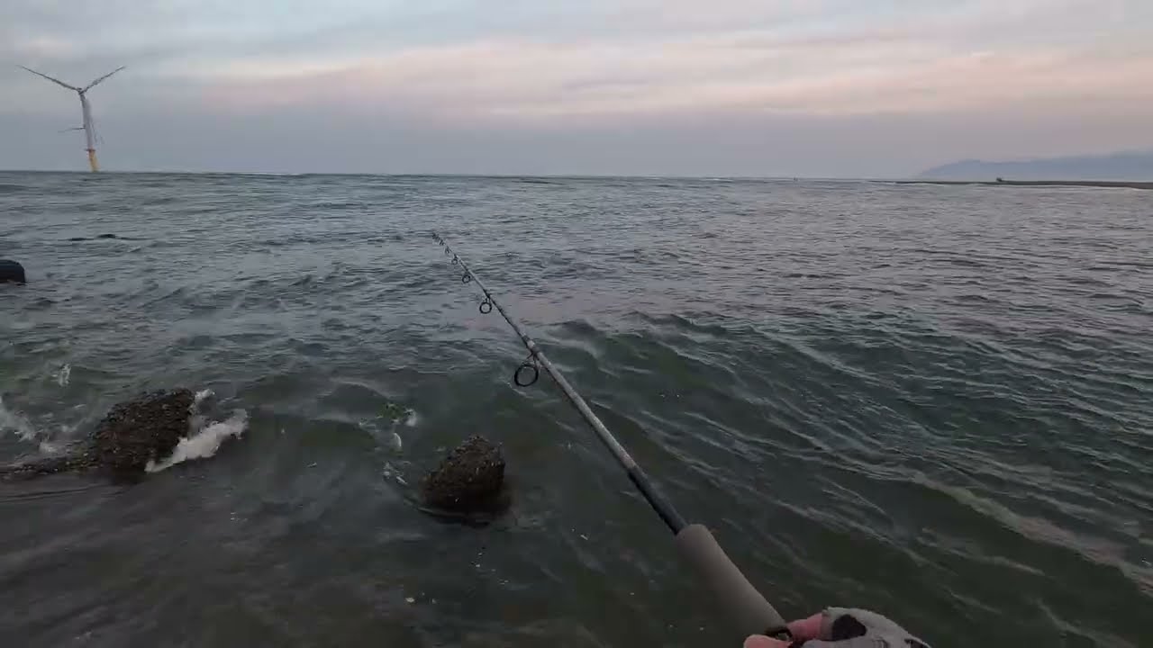 米代川河口シーバス　雄