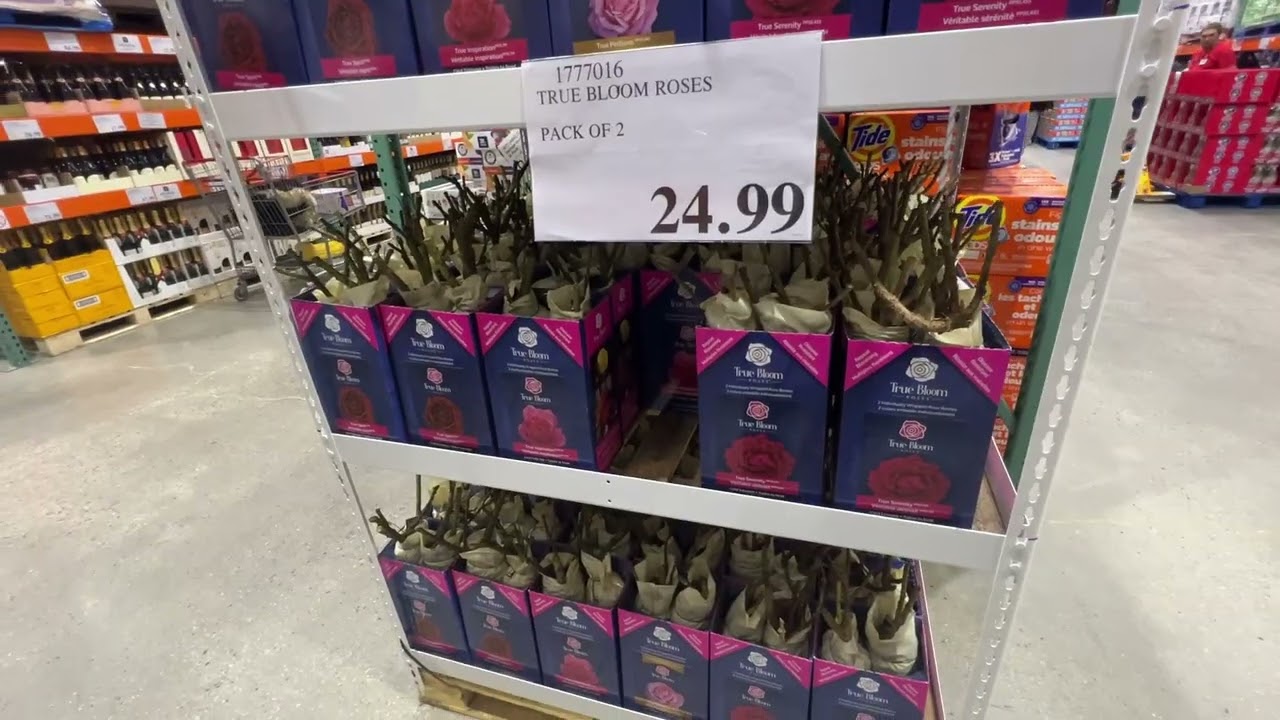 Costco - True Blooms裸根月季上架了