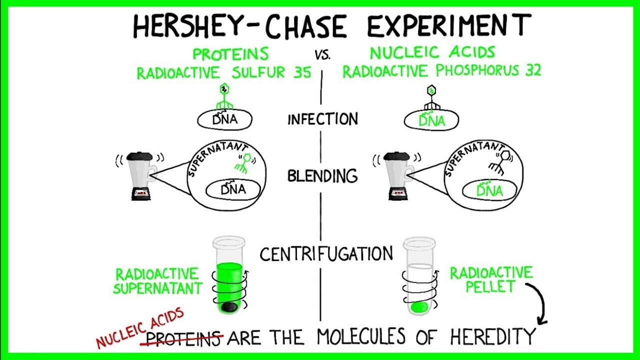 Hershey Chase & Griffiths (старая версия)