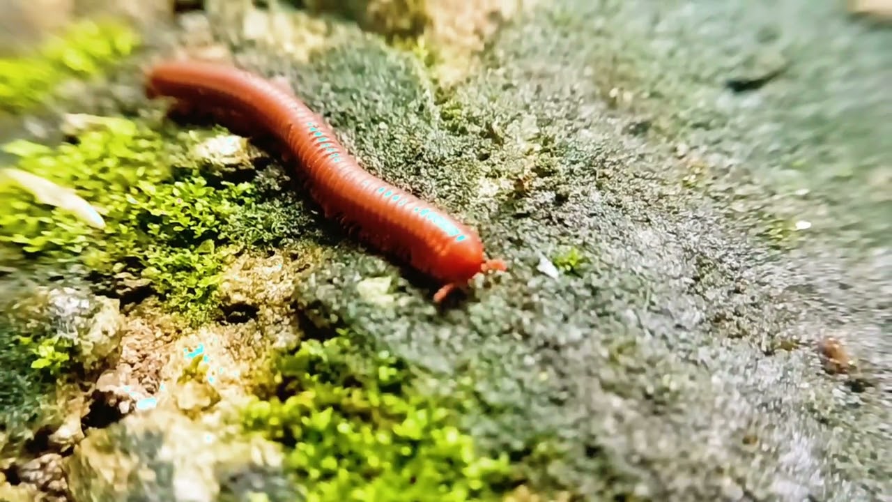 Уход за красной многоножкой и интересные факты: лучший лесной падальщик