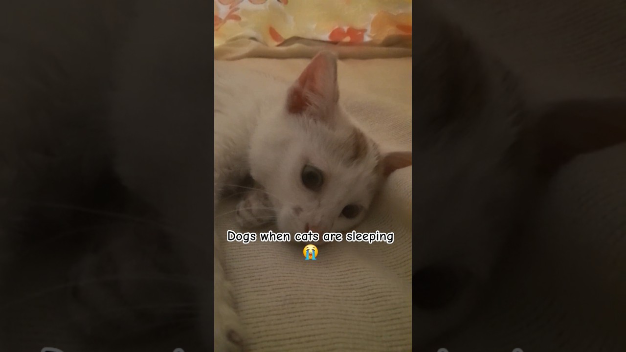 Dogs vs Cats at night 😭 