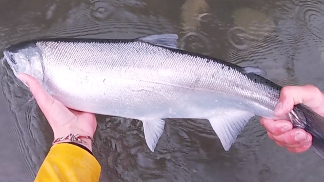 Coho Salmon Campfire Catch and Cook (Lots of Bobber Downs)