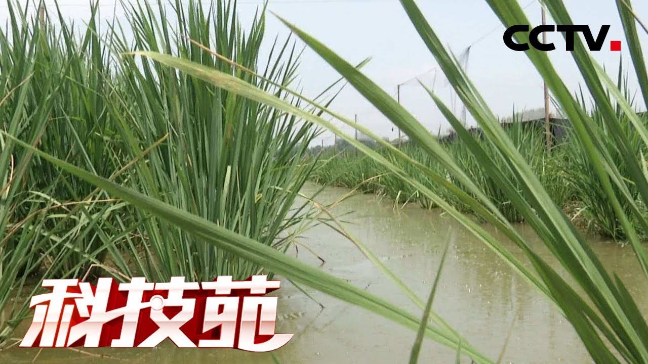 《科技苑》两米巨型稻 稻下真热闹 20190321 | CCTV农业