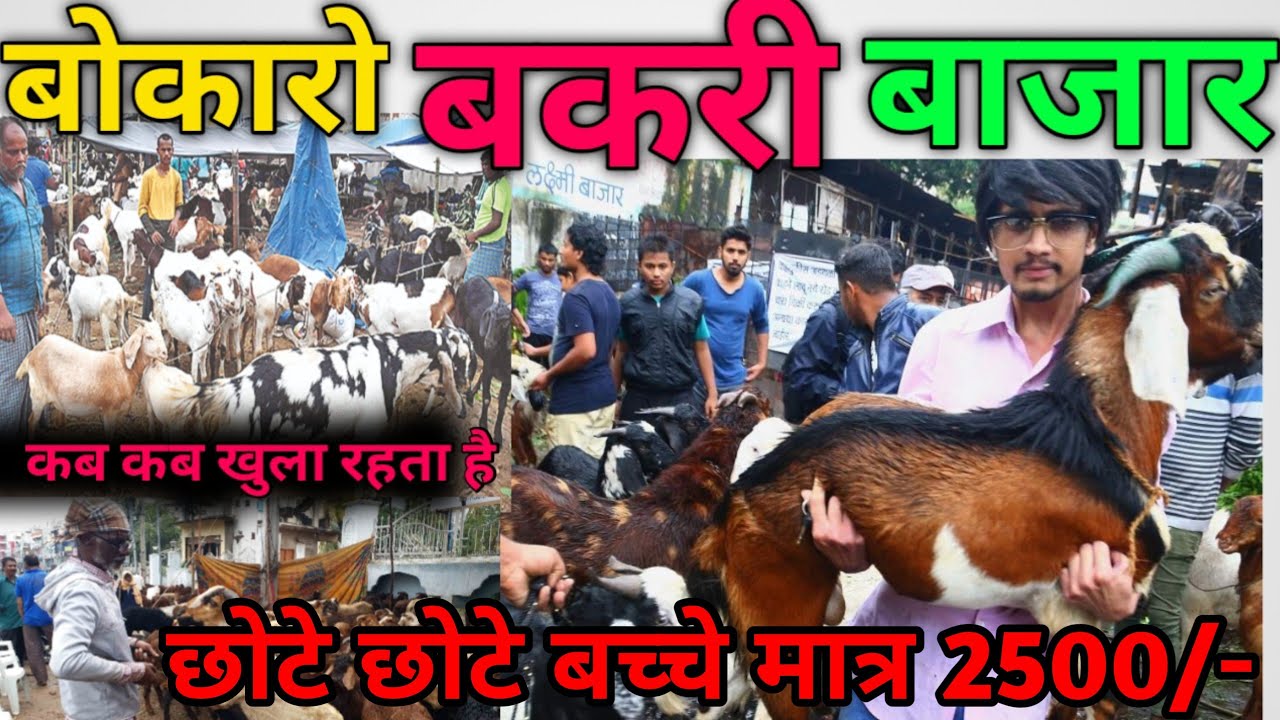 बकरी बाजार बोकारो |Bakari bazar Bokaro BOKARO Bakra market  Jharkhand Dundi Bazar Bokar |Bakri Bajar