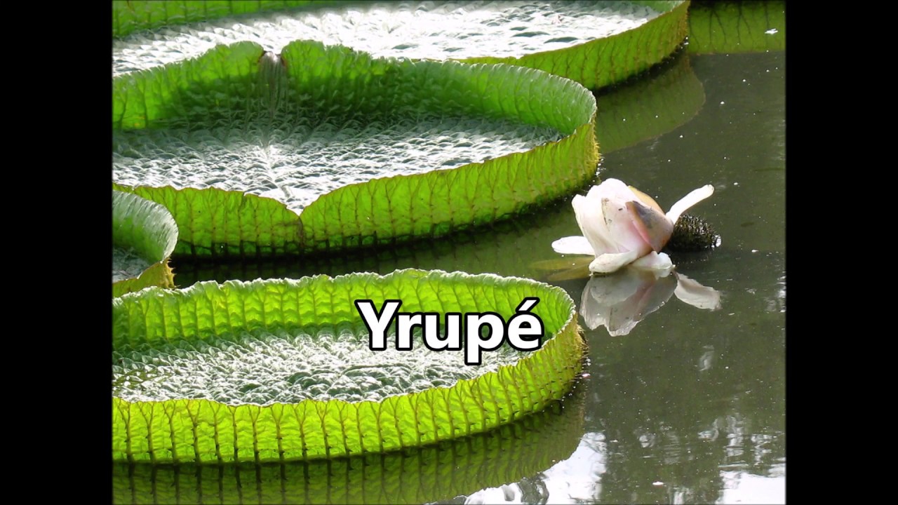Irupé, canción/ Leyenda del Yrupé/Nerina Bader/Autor: Ramón Ayala/letra subtitulada