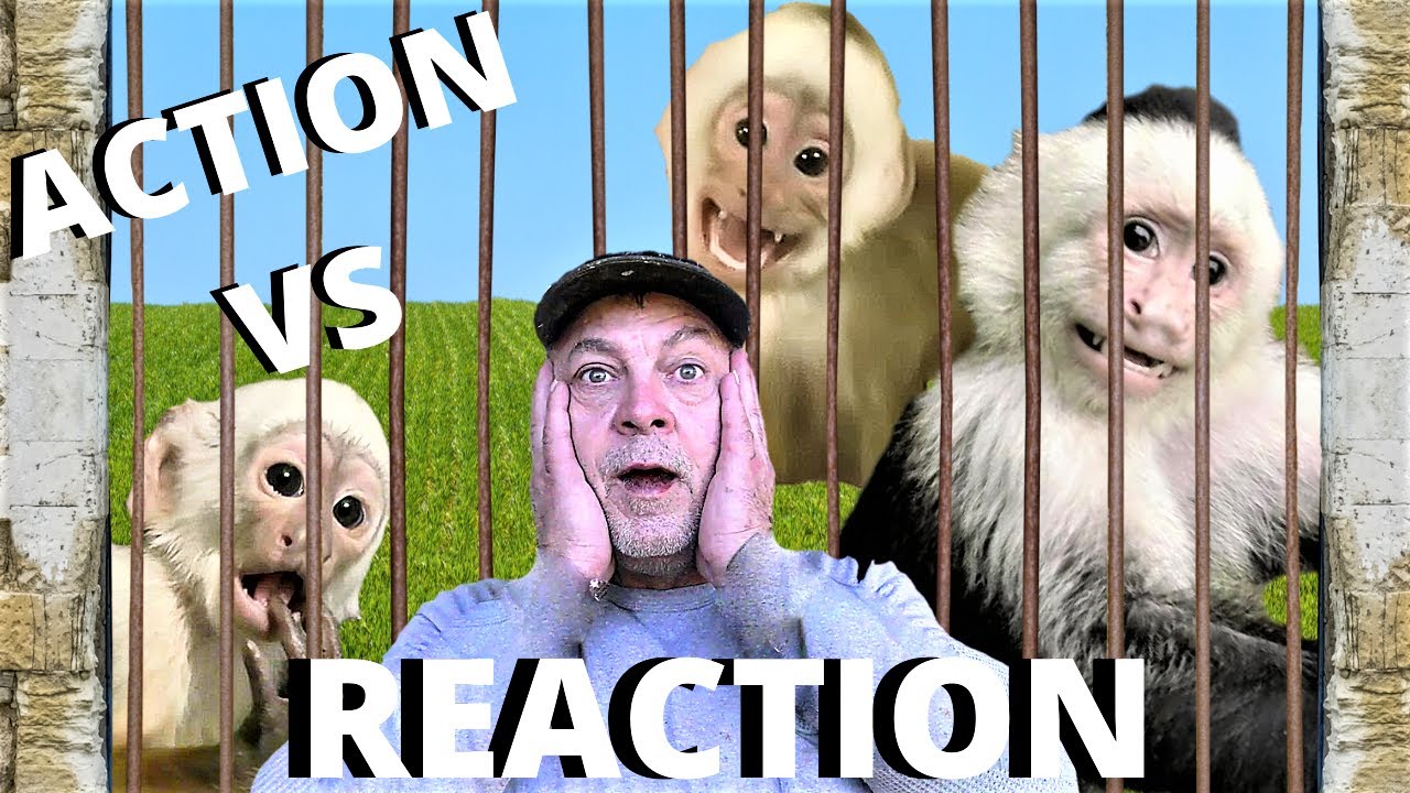 INCREDIBLE:😮 Monkey Enforces Owner's command!  |  Catch Cage, Monkey Mansion, New Toys  |  Capuchin