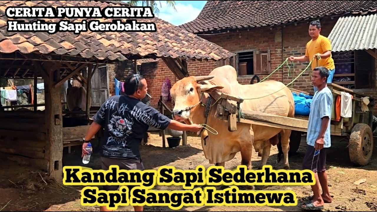 HUNTING SAPI GEROBAKAN VIRAL DI LAMPUNG