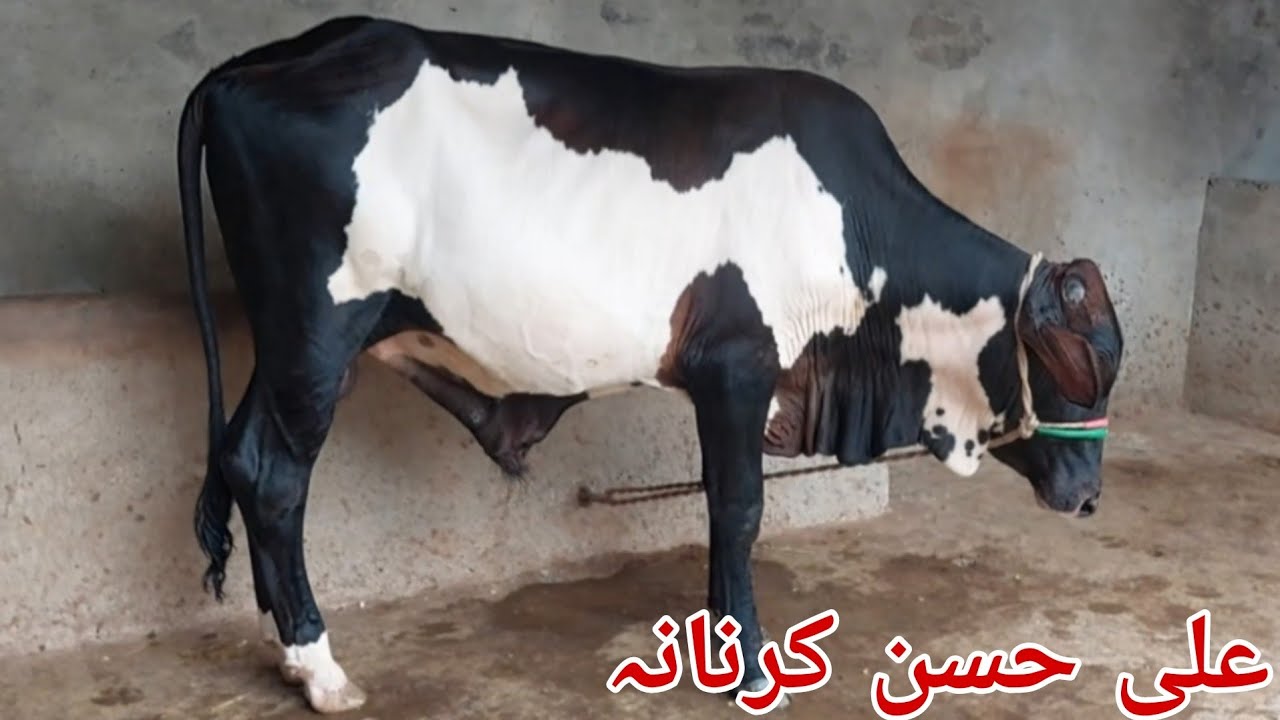 علی حسن کرنانہ 1وچھا 1بھینس 6بکریاں برائے فروخت 13اگستkarnana channel2025