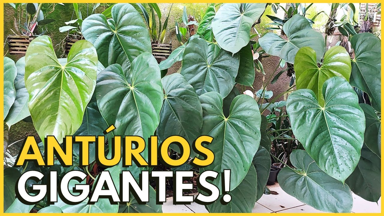 VEJA COMO ESTÃO ENORMES ESSES ANTÚRIO PLANTADOS NO JARDIM! 😯🥰