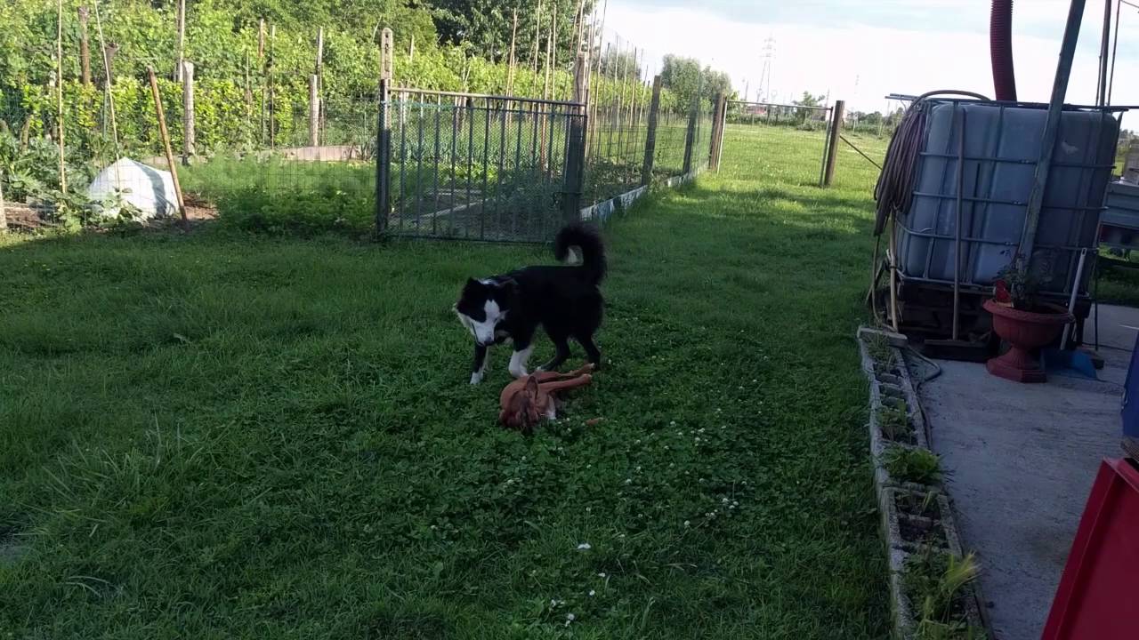 Dog - Dog Play Session