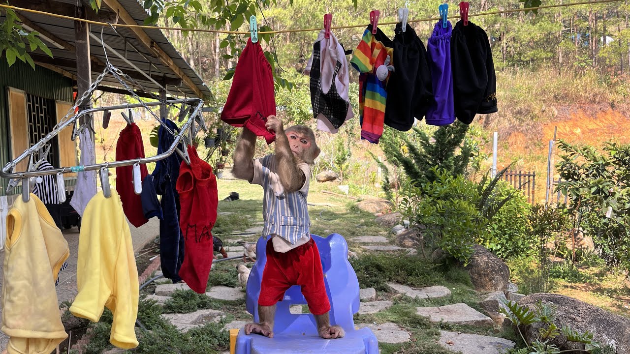 What a surprise! Smart monkey Max obediently helps dad...🌹🌹🌹