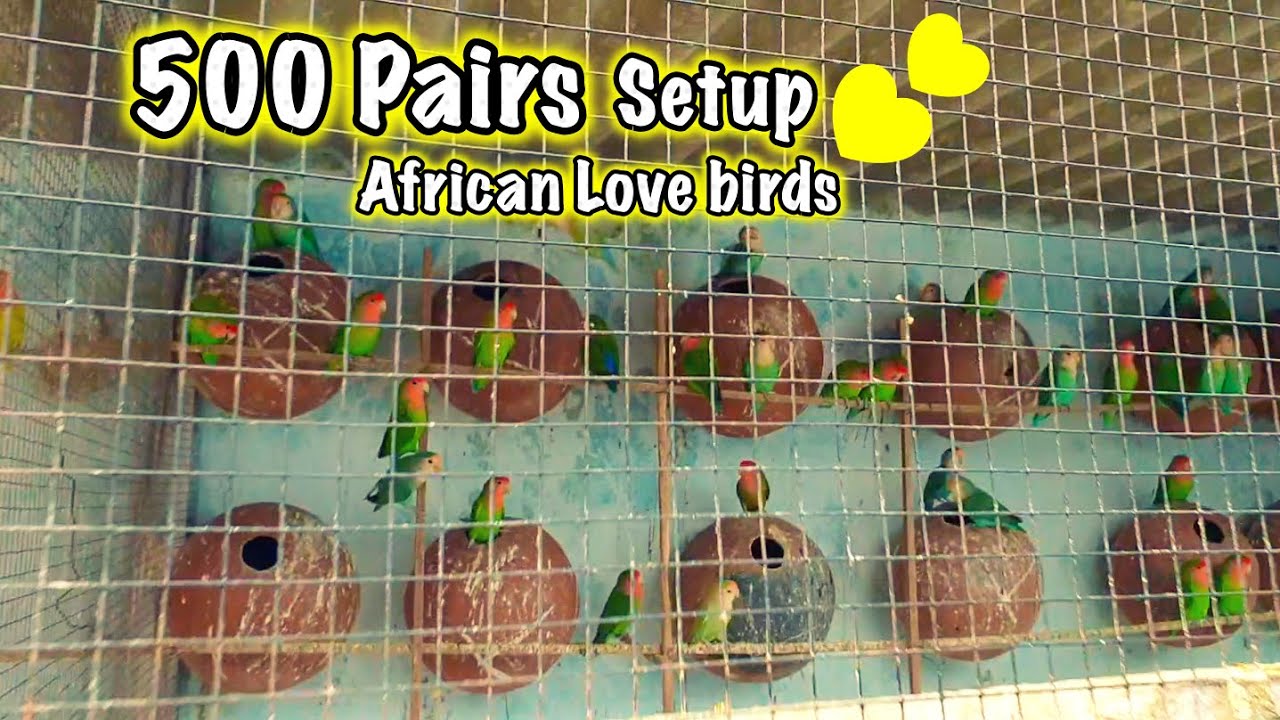 500 pairs African Love bird Colony Setup | Tanvir Ahmed | Bird Farm