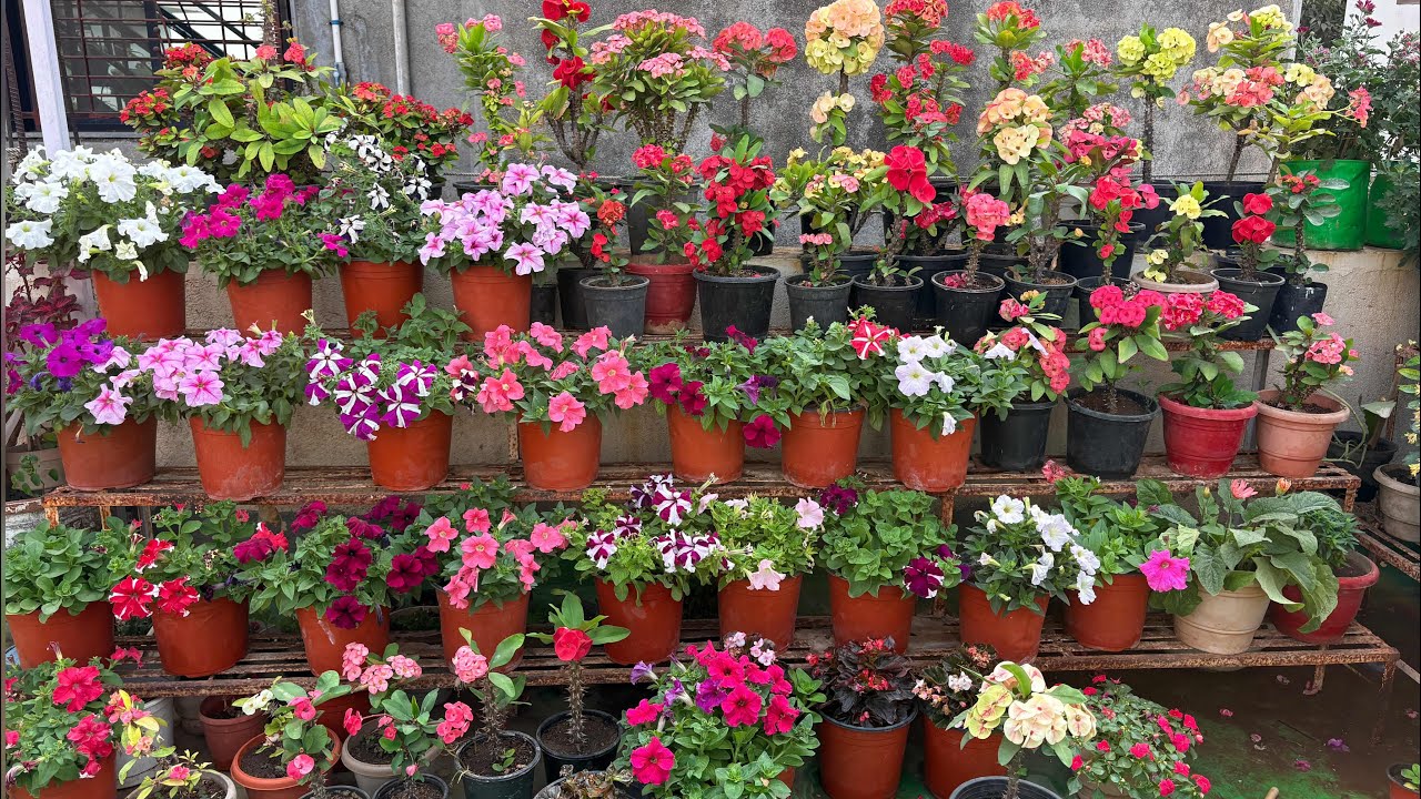 January Sunday Terrace Garden Overview ♥️