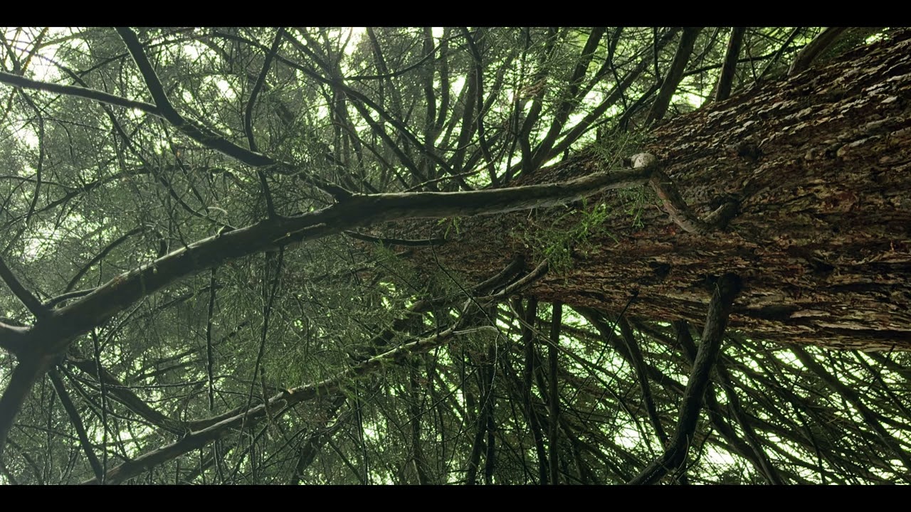 Life Is Pain - Bloody Melancholy