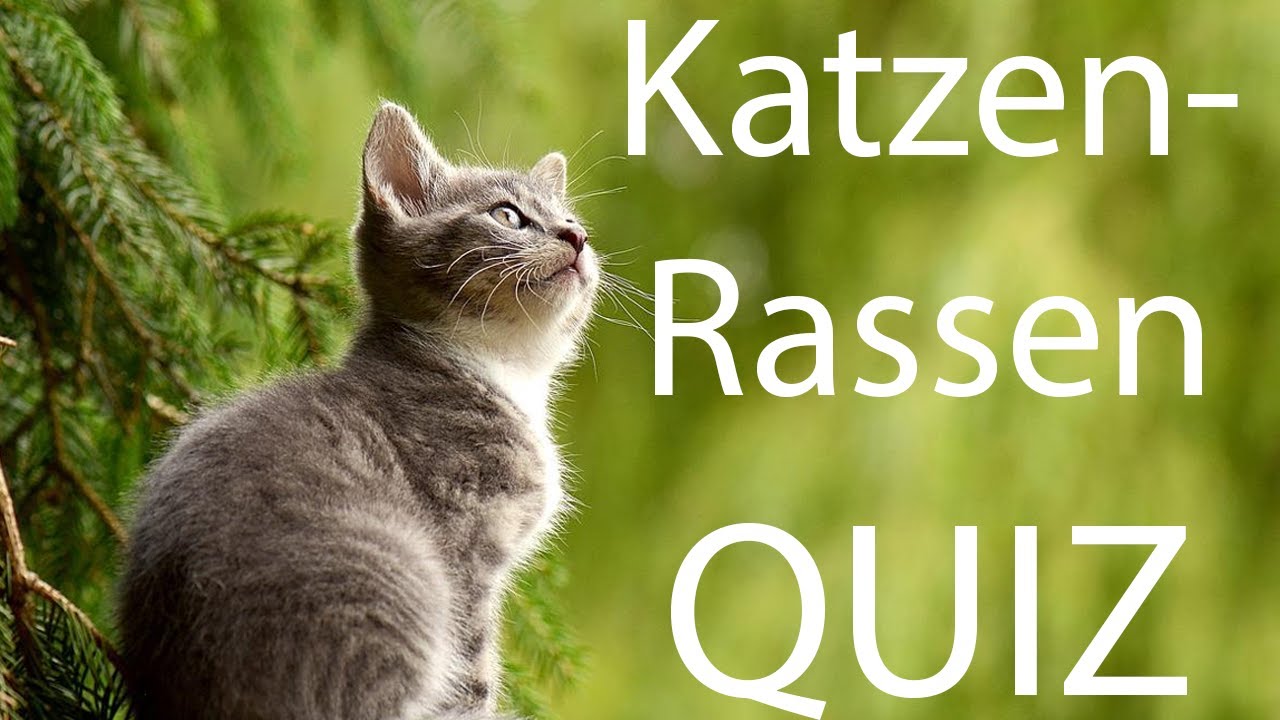 KATZENRASSE Quiz | Bist du ein echter Katzen-Kenner?