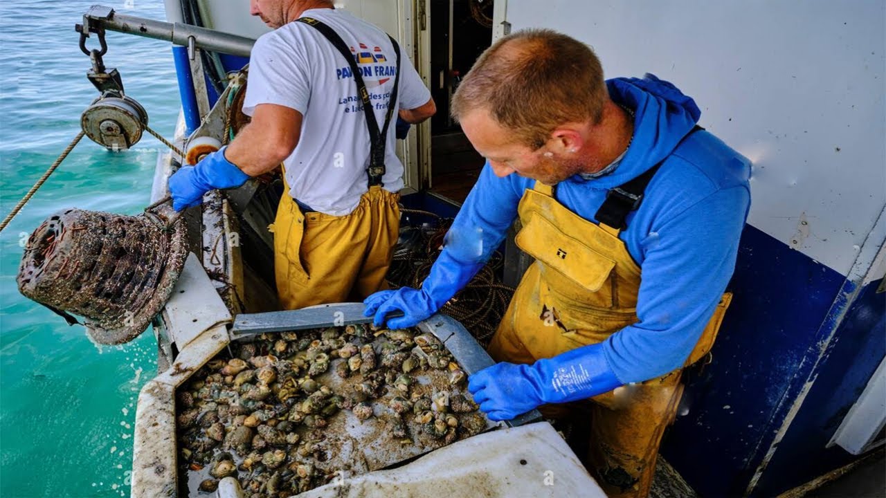 Amazing Whelk Fishing - Whelk processing line in the factory