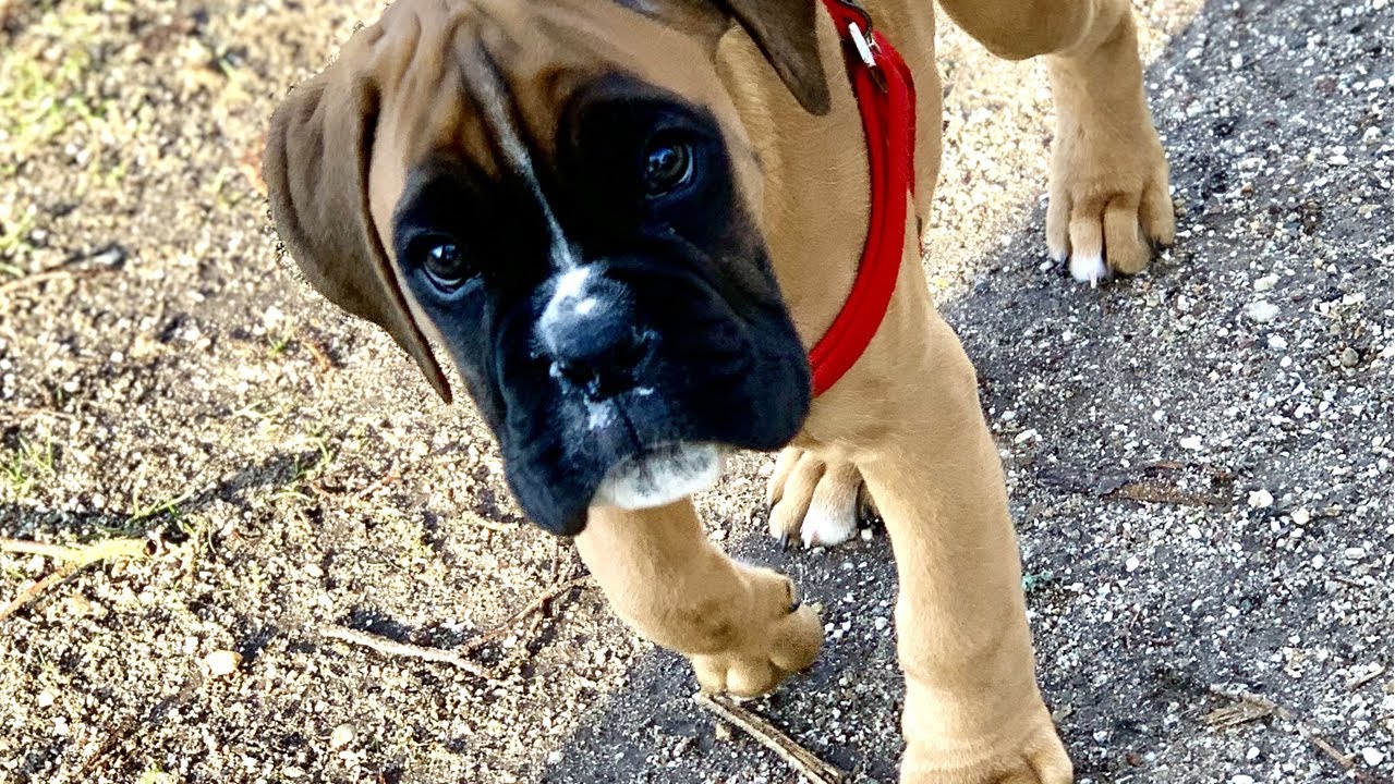 BRINGING OUR 8 WEEK OLD BOXER PUPPY HOME!