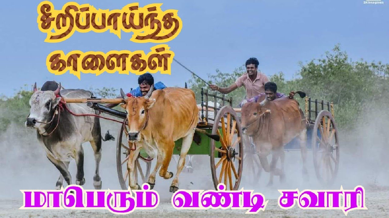 மட்டுவில் சவாரித்திடலில் சீறிப்பாய்த காளைகள் | Madduvil Cow ride