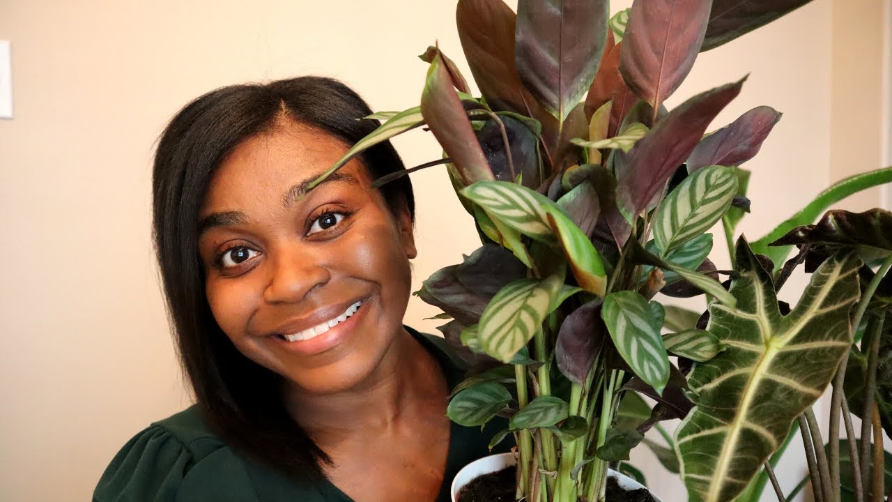 PRAYER PLANT CARE | Ctenanthe Exotica |. PLANT WITH ME
