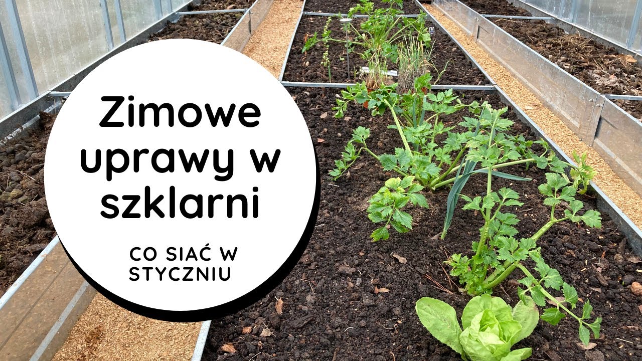 🤔Co siać w styczniu  w szklarni i  w gruncie❓ Co uprawiać zimą w szklarni? Styczeń w ogrodzie.