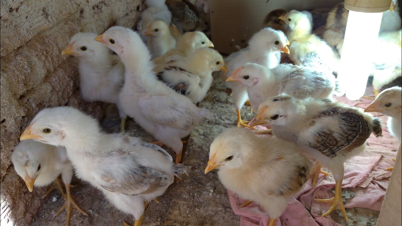 Como cuidar de pintinhos recém nascido? 🐣🐣 cuidados que faz toda a diferença.