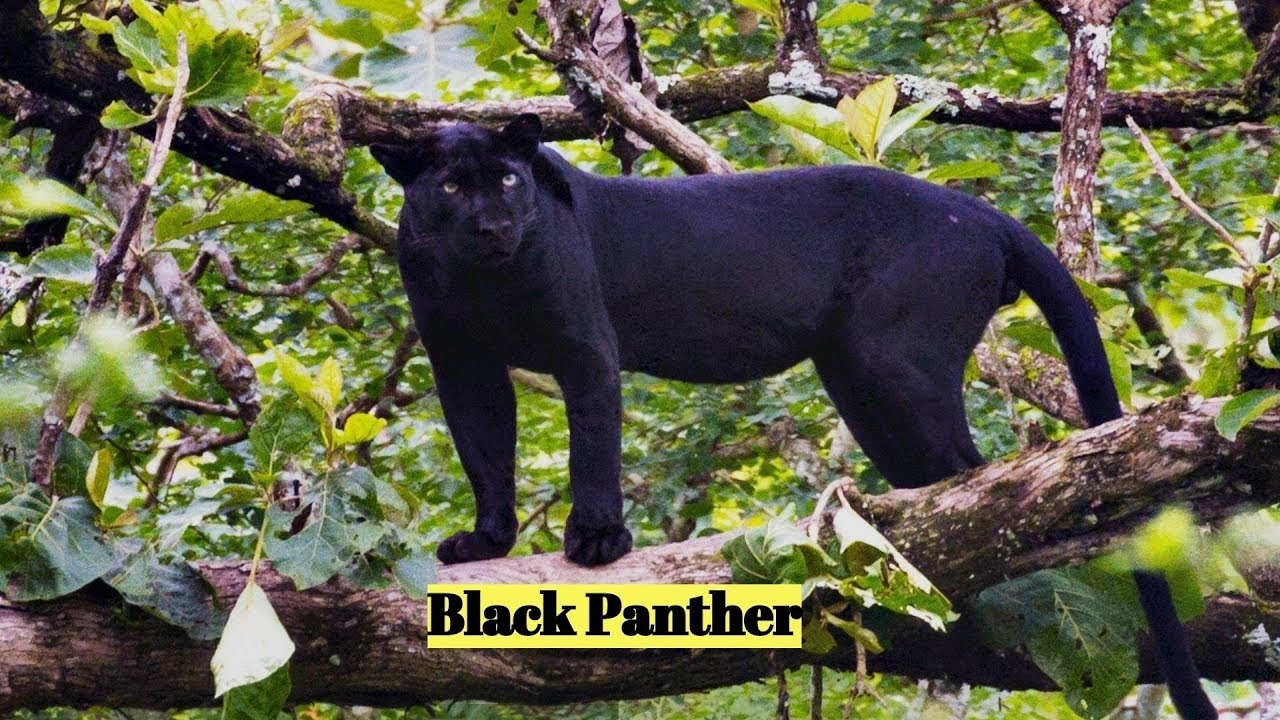 Black Panther (P. pardus + P. onca)
