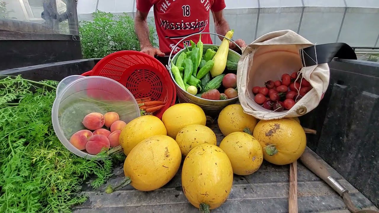 Come With Us! Grocery HAUL-- Harvesting FRESH Vegetables