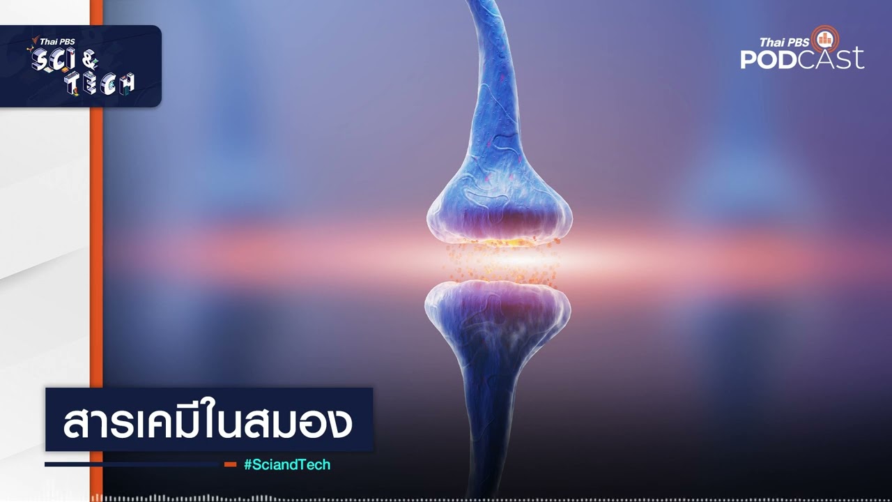 สารเคมีในสมอง | Sci&Tech