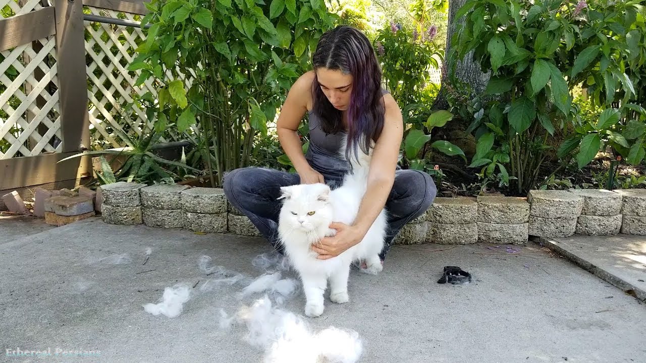 A Persian Cat Blowing his Winter Coat