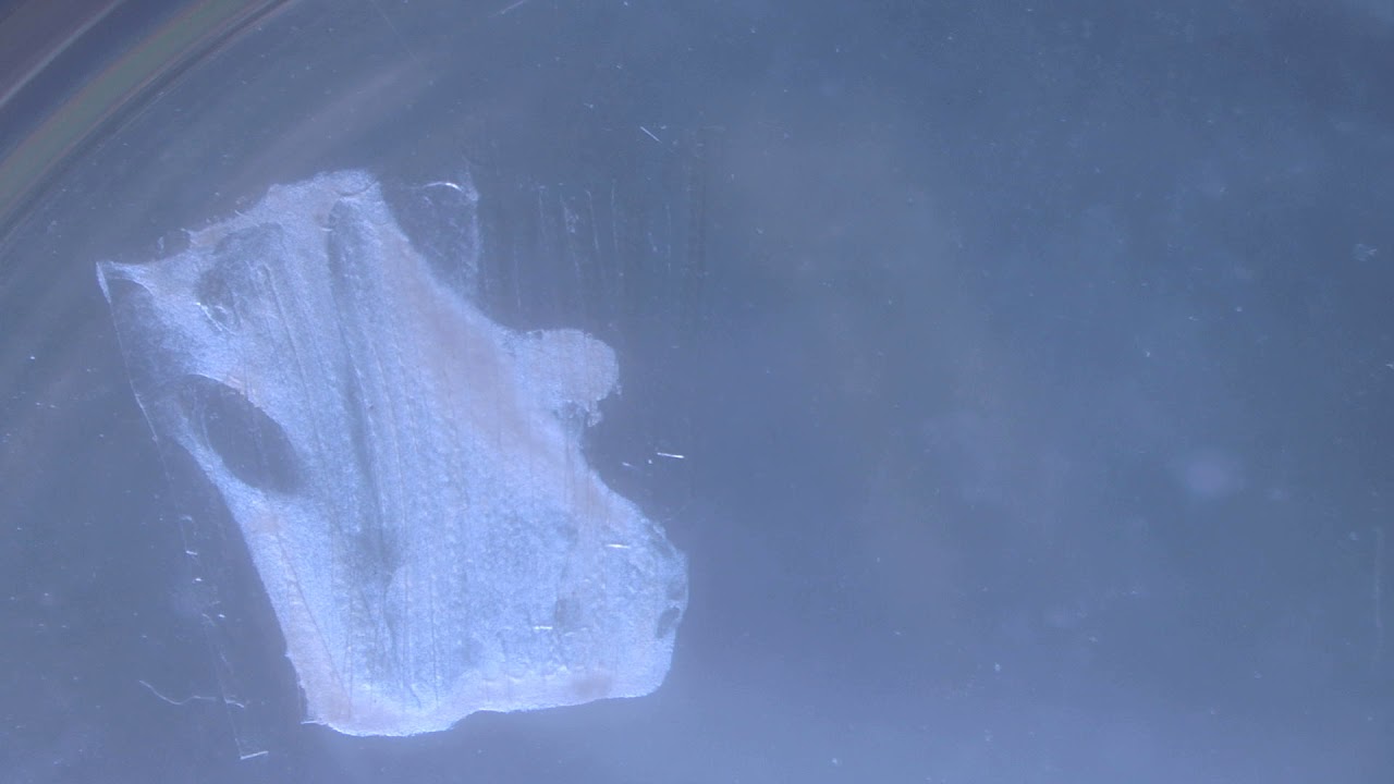 VID00034