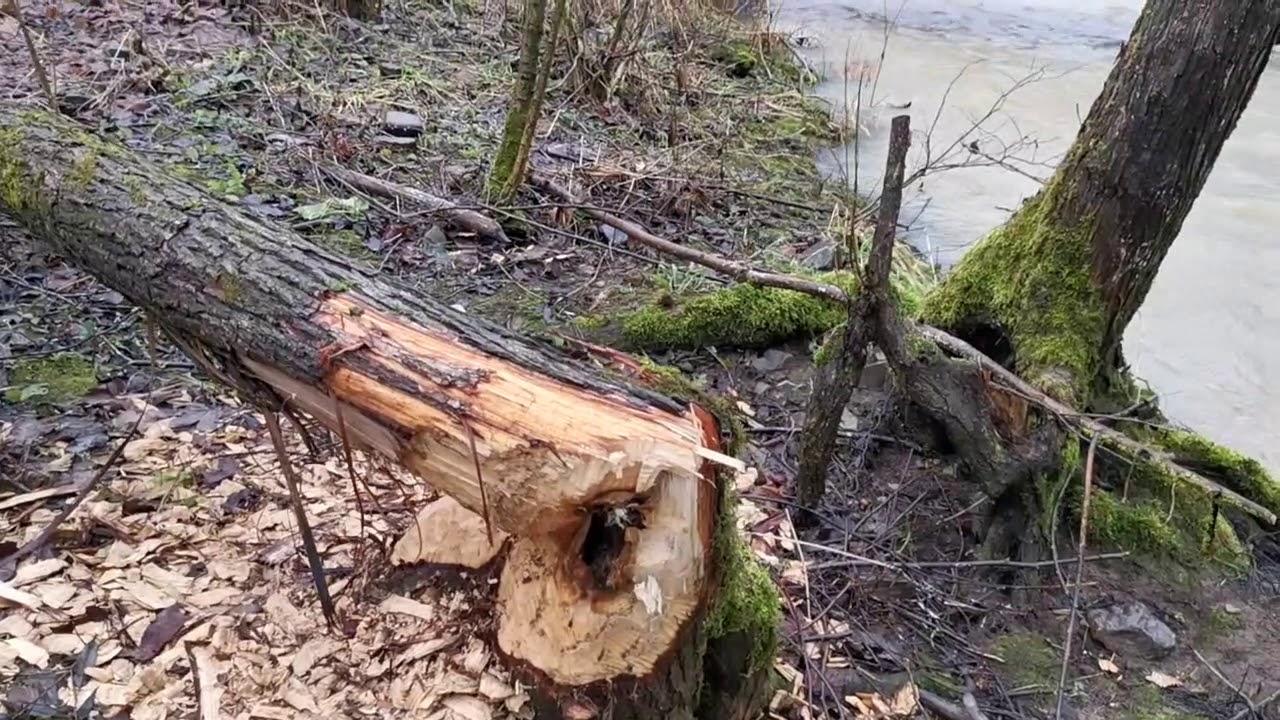 Tauber Hochwasser, und Bieber
