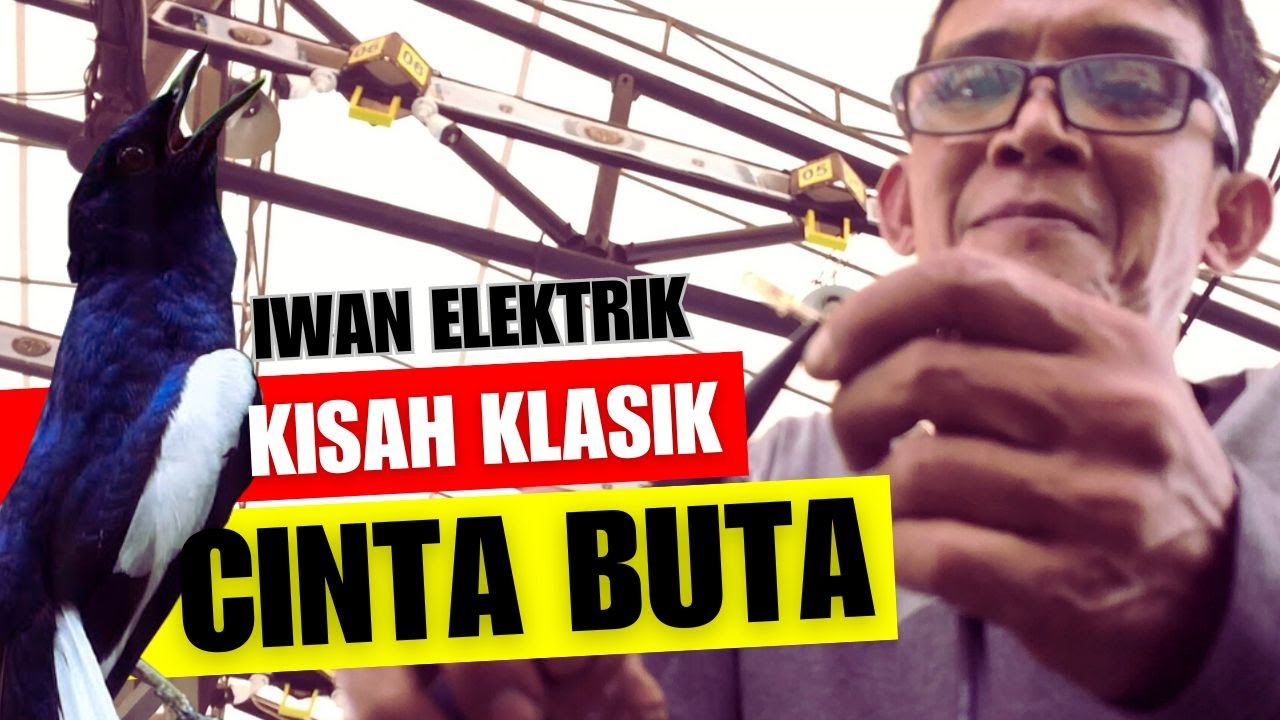 Beli 600 Ribu Sekarang 500 JUTA😁Kisah Klasik Kacer CINTA BUTA