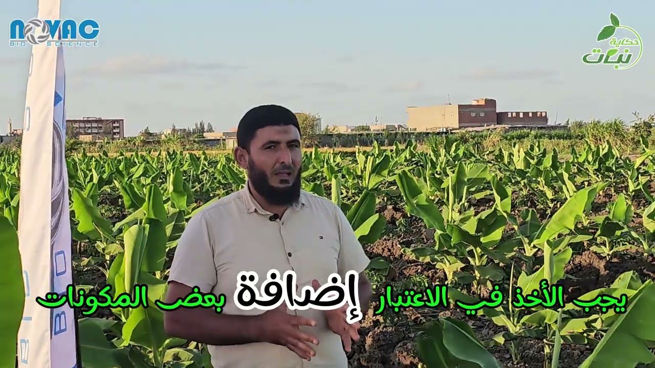 التربة المناسبة لزراعة الموز
