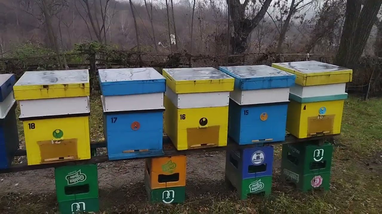 90. Așa da, o iernare optimă! #apicultura #albine #miere