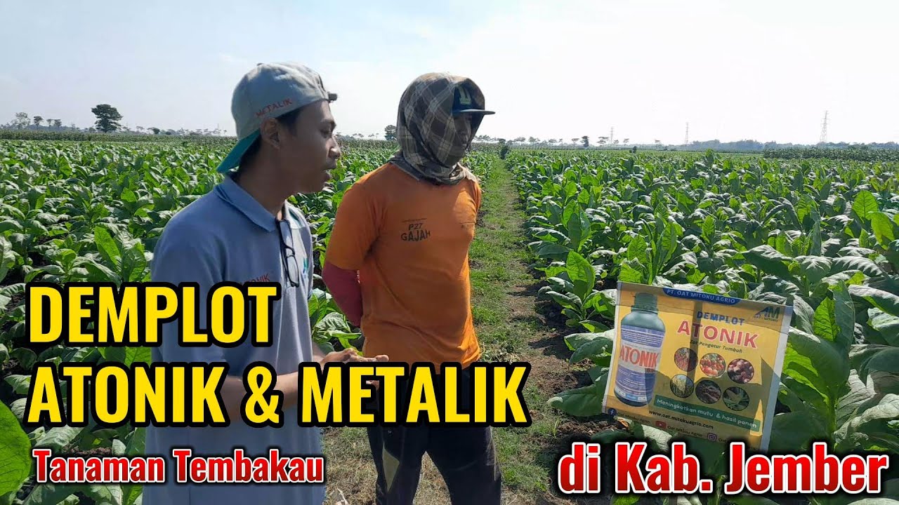 Atonik & Metalik Bikin Daun Tembakau jadi Lebih Lebar
