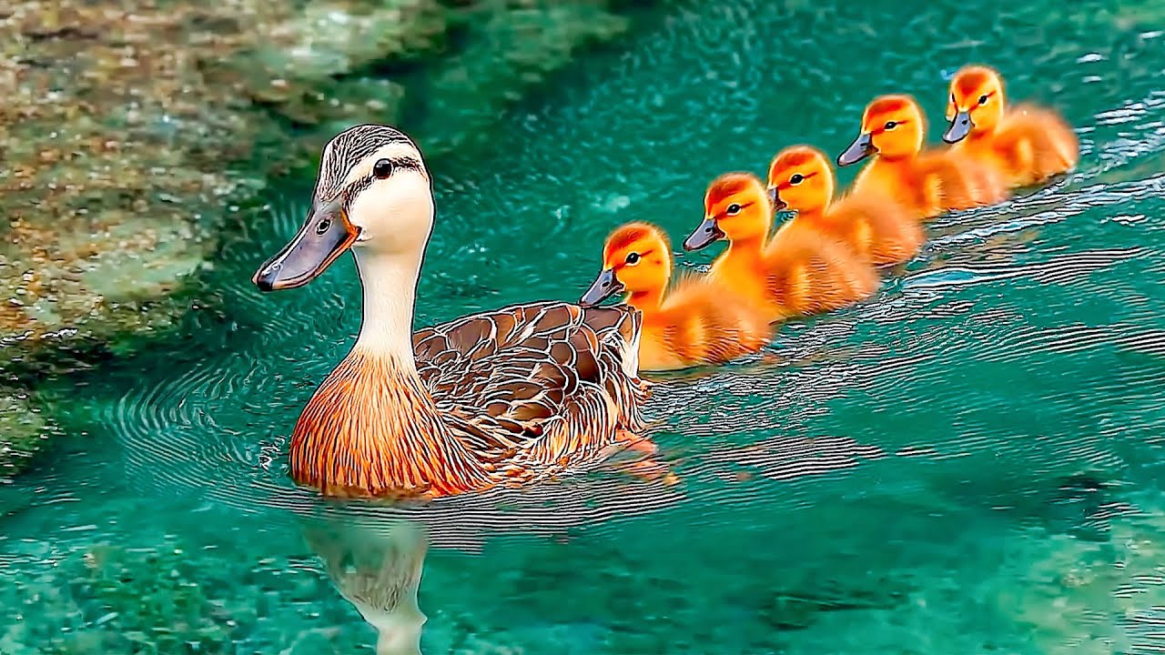 🦆 Утки на природе, дарящие исцеление – нежное видео, успокаивающее ум и восстанавливающее эмоцион...