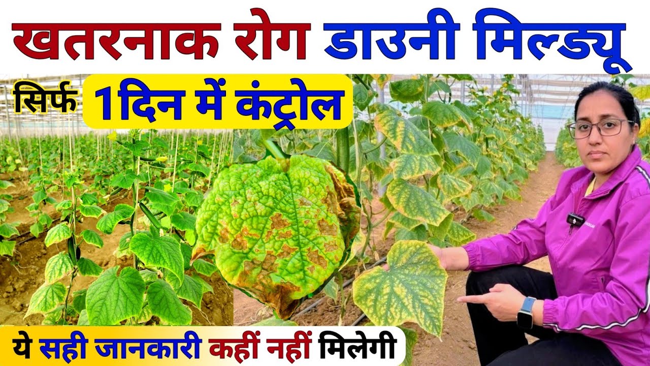 Downy Mildew control सबसे असरदार तरीका 2025 | Downy Mildew treatment | Downy Mildew fungicide |kheti