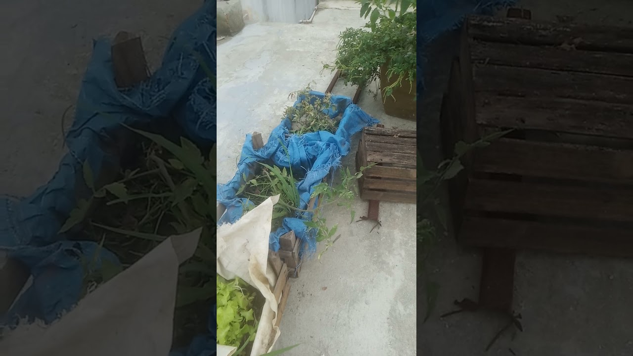 horta URBANA ,pancs sa&uacute;de!!! plantando sem veneno e aduba&ccedil;&atilde;o natural!