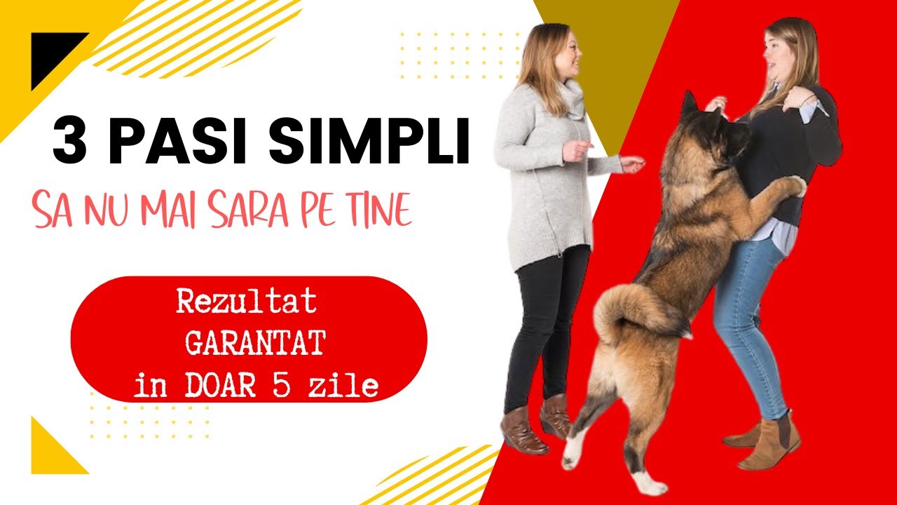 Cum dresezi cainele sa nu mai sara pe tine
