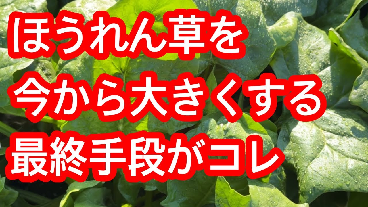 【ほうれん草】これで最後です。まだ小さくても大丈夫！ほうれん草を今から大きくする方法を解説します。