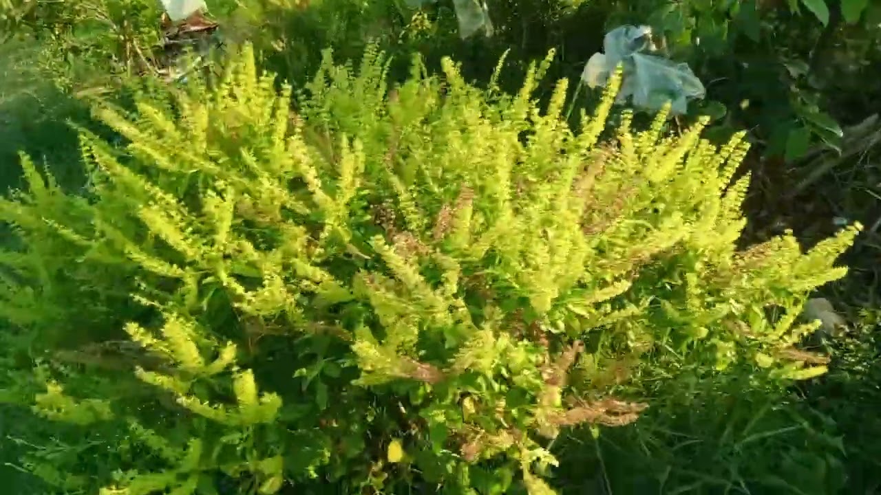 เก็บพริกไปตำป่น