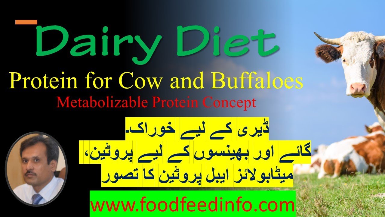 Dairy Feed - Protein and Metabolizable Protein and Bypass Protein