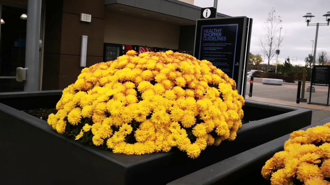 Cold Morning Walk at Toronto Premium Outlet Mall Halton Hills Onario Canada I Destination Ontario