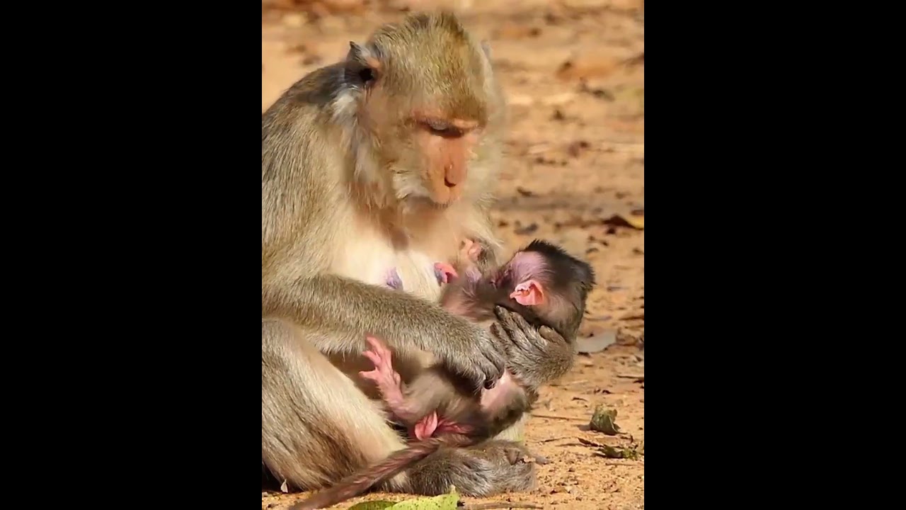 Adorable baby monkey moments with mom 