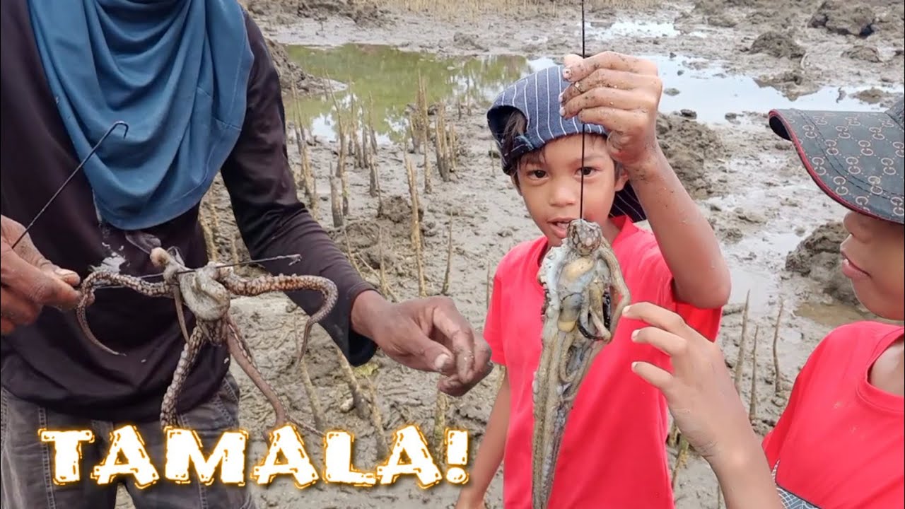 catching octopus/Naglalabasan sila kapag_malapad Ang low tide/octopus season