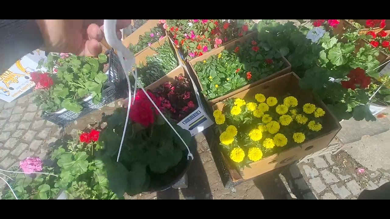 Filloj edhe shitja e luleve ne pranveren 2025 video me Beqen, ne tregun e gjelberët Prishtinë
